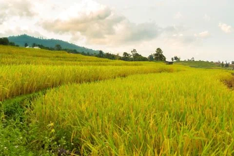 Rice terraces Stock Photos