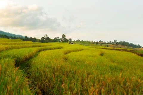 Rice terraces Stock Photos