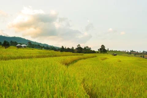 Rice terraces Stock Photos