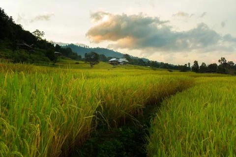 Rice terraces Stock Photos