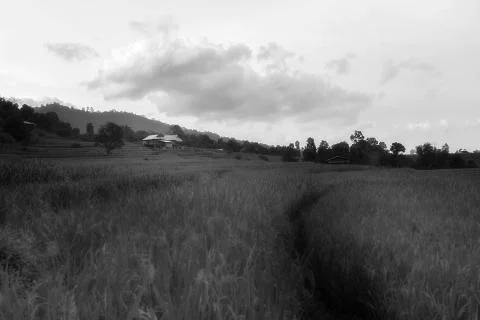 Rice terraces Stock Photos