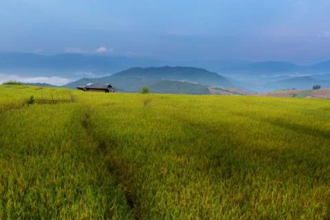 Rice terraces Stock Photos