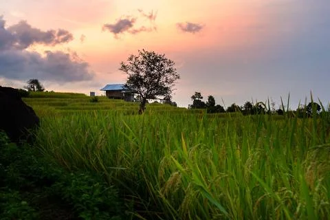 Rice terraces 스톡 사진