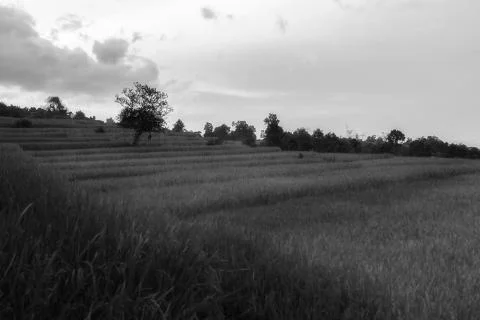Rice terraces Stock Photos