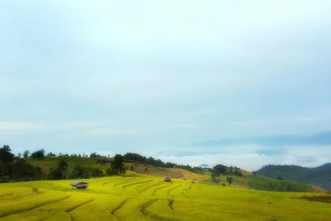 Rice terraces Stock Photos