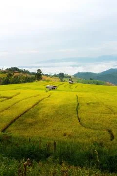 Rice terraces Stock Photos