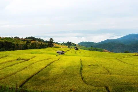Rice terraces Stock Photos