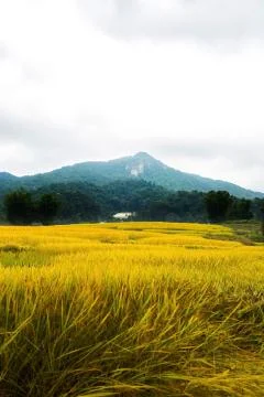 Rice terraces Stock Photos
