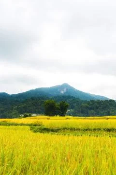 Rice terraces Stock Photos