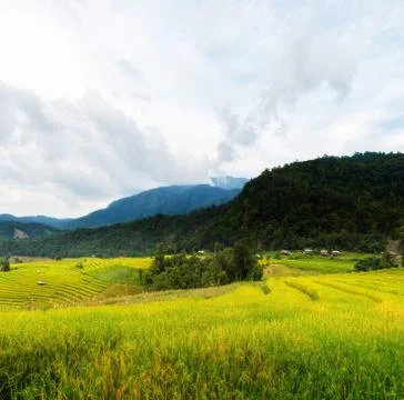 Rice terraces Stock Photos