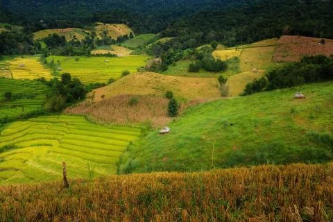 Rice terraces Stock Photos