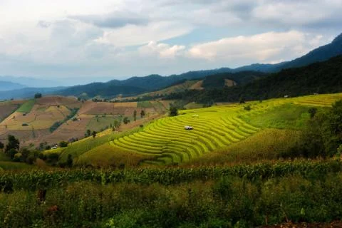Rice terraces Stock Photos