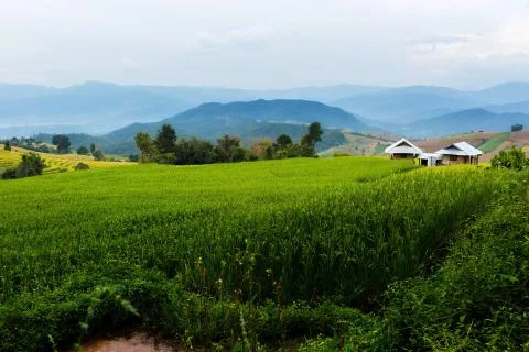 Rice terraces Stock Photos