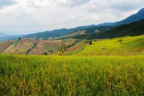 Rice terraces 스톡 사진