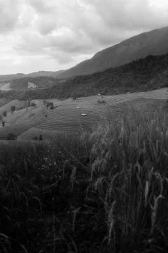 Rice terraces Stock Photos
