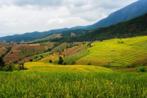 Rice terraces Stock Photos
