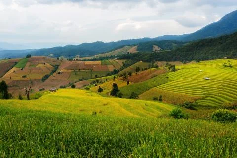 Rice terraces Stock Photos