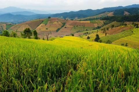 Rice terraces Stock Photos