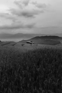 Rice terraces Stock Photos