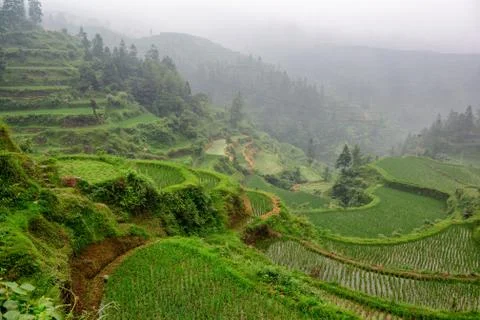 Rice terraces Stock Photos
