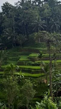 Rice Terraces Stock Photos
