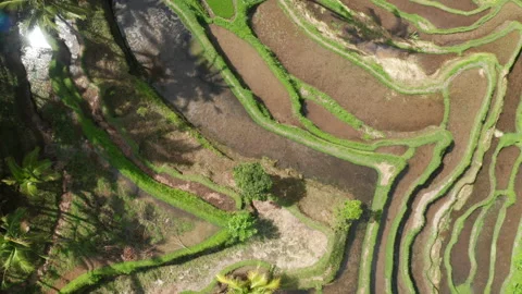 Rice terraces seen from above Stock Footage 218304142