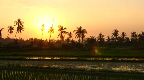 Rice terraces at sunset 스톡 동영상 68636570