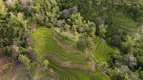 Rice Terraces - Tibiao, Antique, Philipp... | Stock Video | Pond5