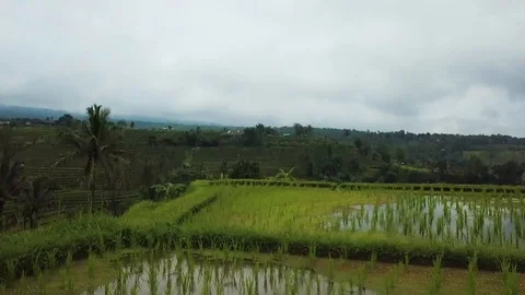 Rice terraces top view with a drone. Bali, Indonesia Stock Footage 101897722