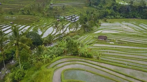 Rice terraces top view with a drone. Bali, Indonesia Stock Footage 101897738