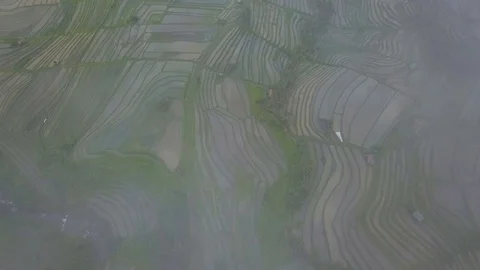 Rice terraces top view with a drone. Bali, Indonesia Stock Footage 101897745