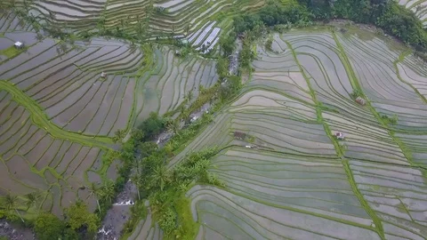 Rice terraces top view with a drone. Bali, Indonesia Stock Footage 101897757