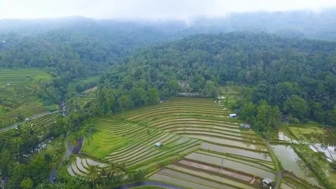 Rice terraces top view with a drone. Bali, Indonesia Stock Footage 101897761