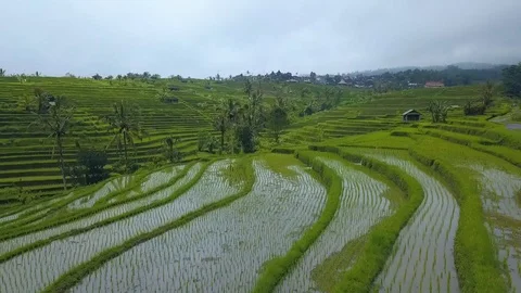 Rice terraces top view with a drone. Bali, Indonesia Stock Footage 101897767