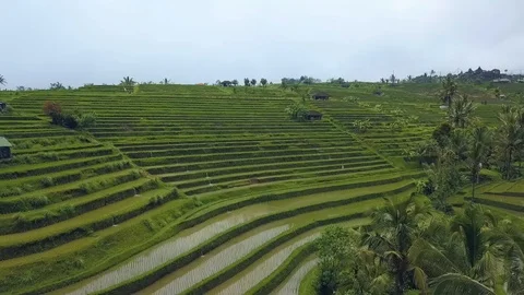 Rice terraces top view with a drone. Bali, Indonesia Stock Footage 101897778