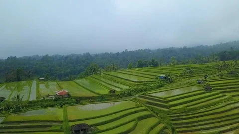 Rice terraces top view with a drone. Bali, Indonesia Stock Footage 101897795