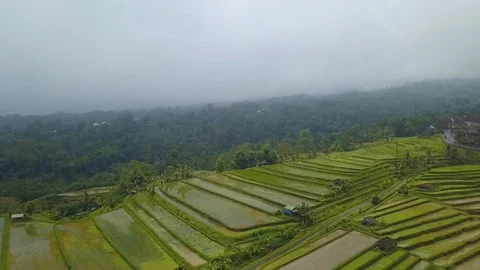 Rice terraces top view with a drone. Bali, Indonesia Stock Footage 101897804