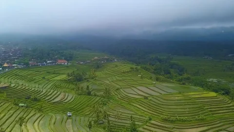 Rice terraces top view with a drone. Bali, Indonesia Stock Footage 101897815