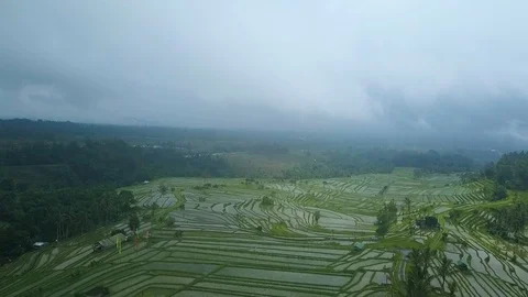 Rice terraces top view with a drone. Bali, Indonesia Stock Footage 101897818