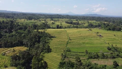 Rice terraces with volcano backdrop Stockbeeldmateriaal 329866524