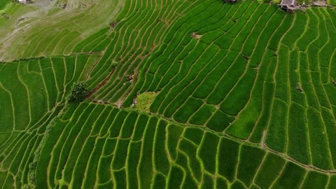 Rice terraces with workers ploughing the fields revealing surreal landscape, Stock Footage 256724120