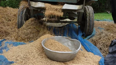 Rice Thresher Machine Stock-Footage 342277981