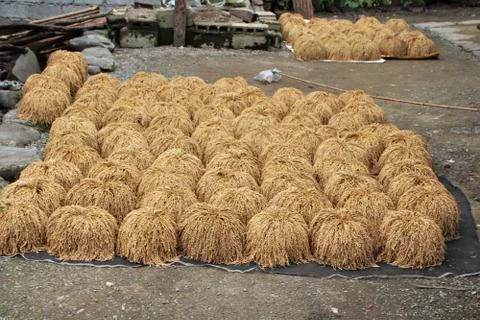 Rice before threshing Stock Photos