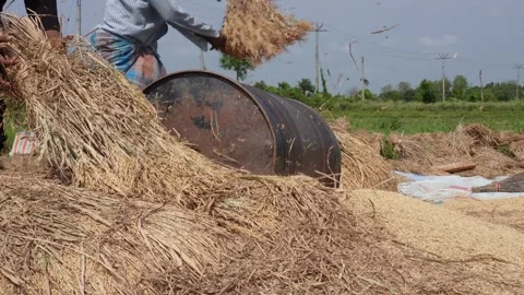 Rice Threshing Process Stock-Footage 335218920