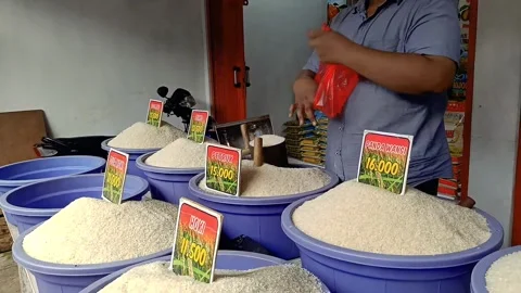 Rice traders are preparing their sales Stock Footage 297443637
