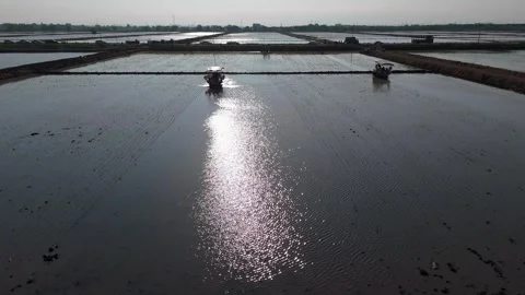 Rice transplanter planting rice in rice fields Stock Footage 309493353