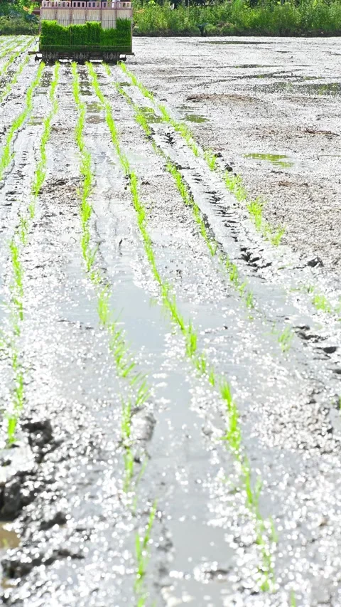 Rice transplanter working on the field at vertical composition Stock Footage 248996038