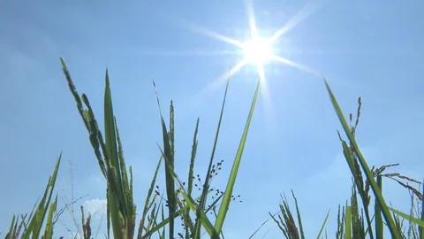 Rice tree in the evening sun 動画素材 86934797