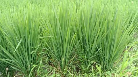 Rice tree Stock Photos