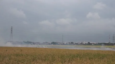 Rice tree waste burned Stock Footage 302397909